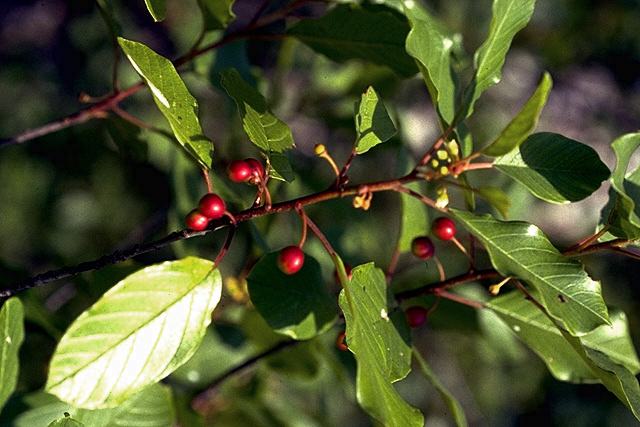 La bourdaine Se connaître